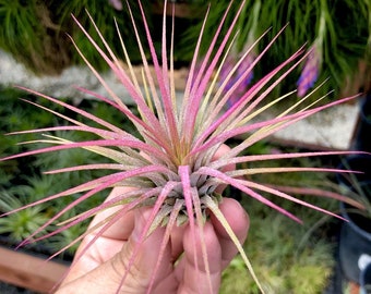 Plante aérienne rose Ionantha *MIGNON !*