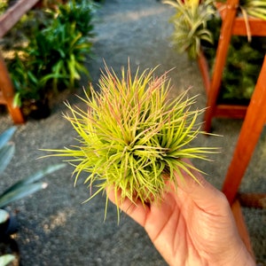 Ionantha Fat Boy Clump Air Plant *Extremely Beginner Friendly! Easy Care*