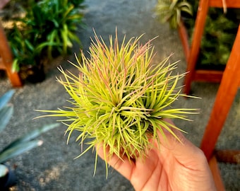 Ionantha Fat Boy Clump Air Plant *Extremely Beginner Friendly! Easy Care*