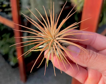 Ionantha Sunset Orange Air Plante *MIGNON !*