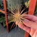 see more listings in the Air Plants section