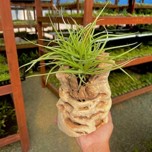 May include: A green air plant growing in a decorative, light brown, wooden planter. The planter has a unique, textured, and intricate design.