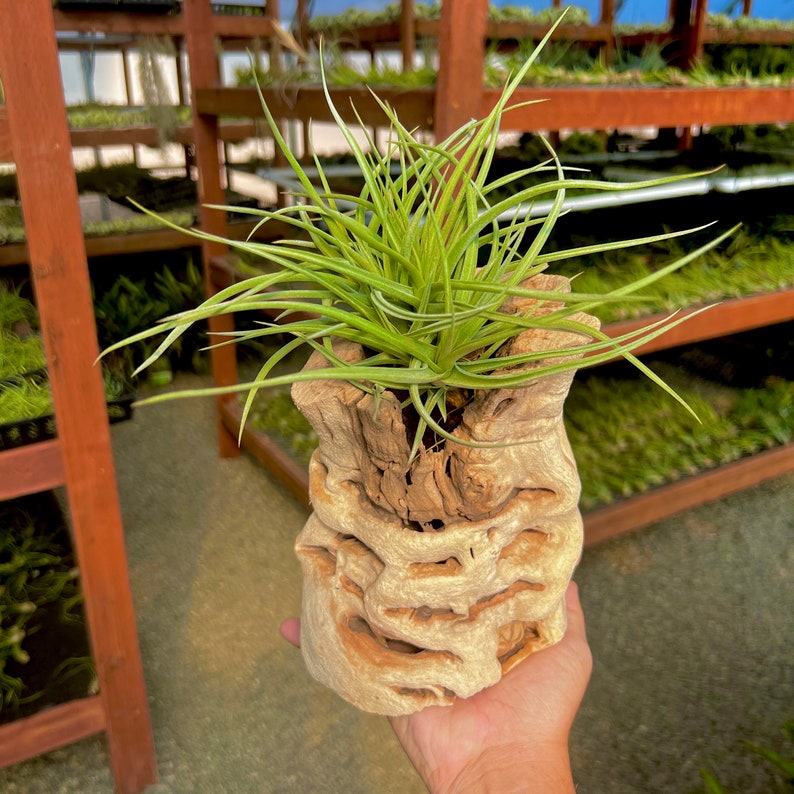 May include: A green air plant growing in a decorative, light brown, wooden planter. The planter has a unique, textured, and intricate design.