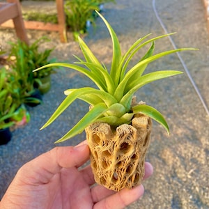 May include: A green air plant in a brown, textured,  decorative pot. The pot has a unique,  open-weave design.