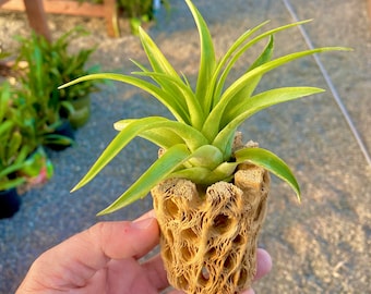 Beau présentoir de plantes en bois de Cholla de 4 po. (bois seulement ou bois + plante)