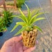 see more listings in the Air Plant Accessories section