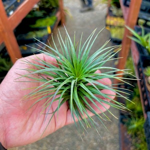 May include: A vibrant green air plant, held in a hand, showcasing long, slender leaves radiating outwards. The plant's tips have a subtle yellow hue, and the overall form is a dense, symmetrical rosette. The background is blurred, suggesting an outdoor setting.