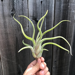 6 Air Plant Premium Greenhouse Mix GREAT VARIETY image 4