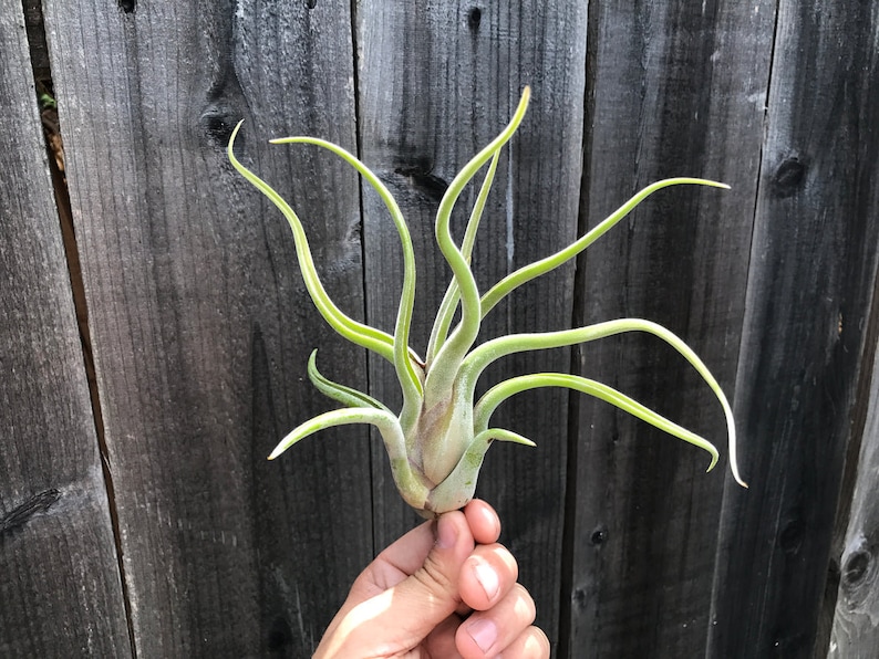 6 Air Plant Premium Greenhouse Mix GREAT VARIETY image 4