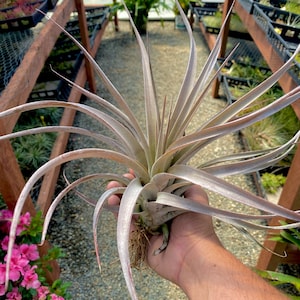 Tillandsia “King Cobra” Air Plant *CRAZY Bloom Spikes Appear During Flowering*