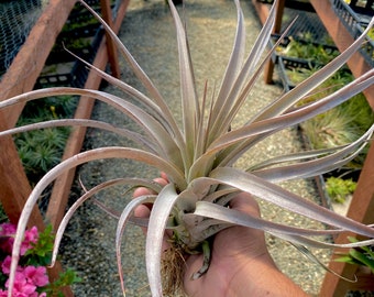 Tillandsia “King Cobra” Air Plant *CRAZY Bloom Spikes Appear During Flowering*