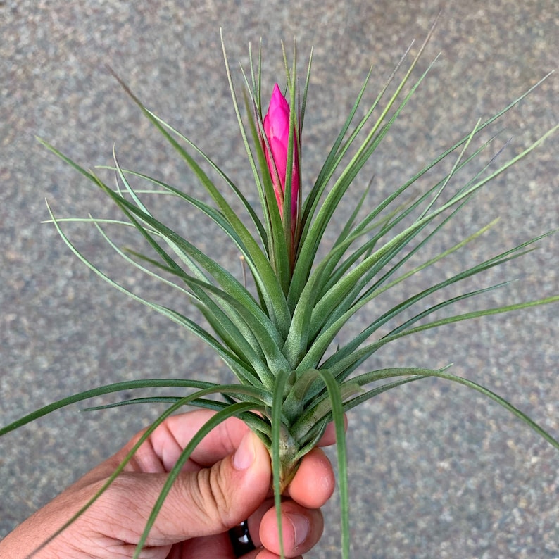 6 Air Plant Premium Greenhouse Mix GREAT VARIETY image 3