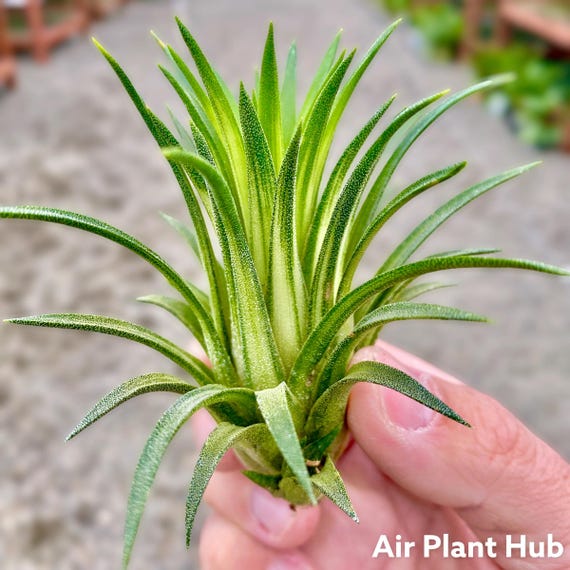 Ionantha Variegata Medium Air Plant *RARE Variegated Tillandsia* - Etsy