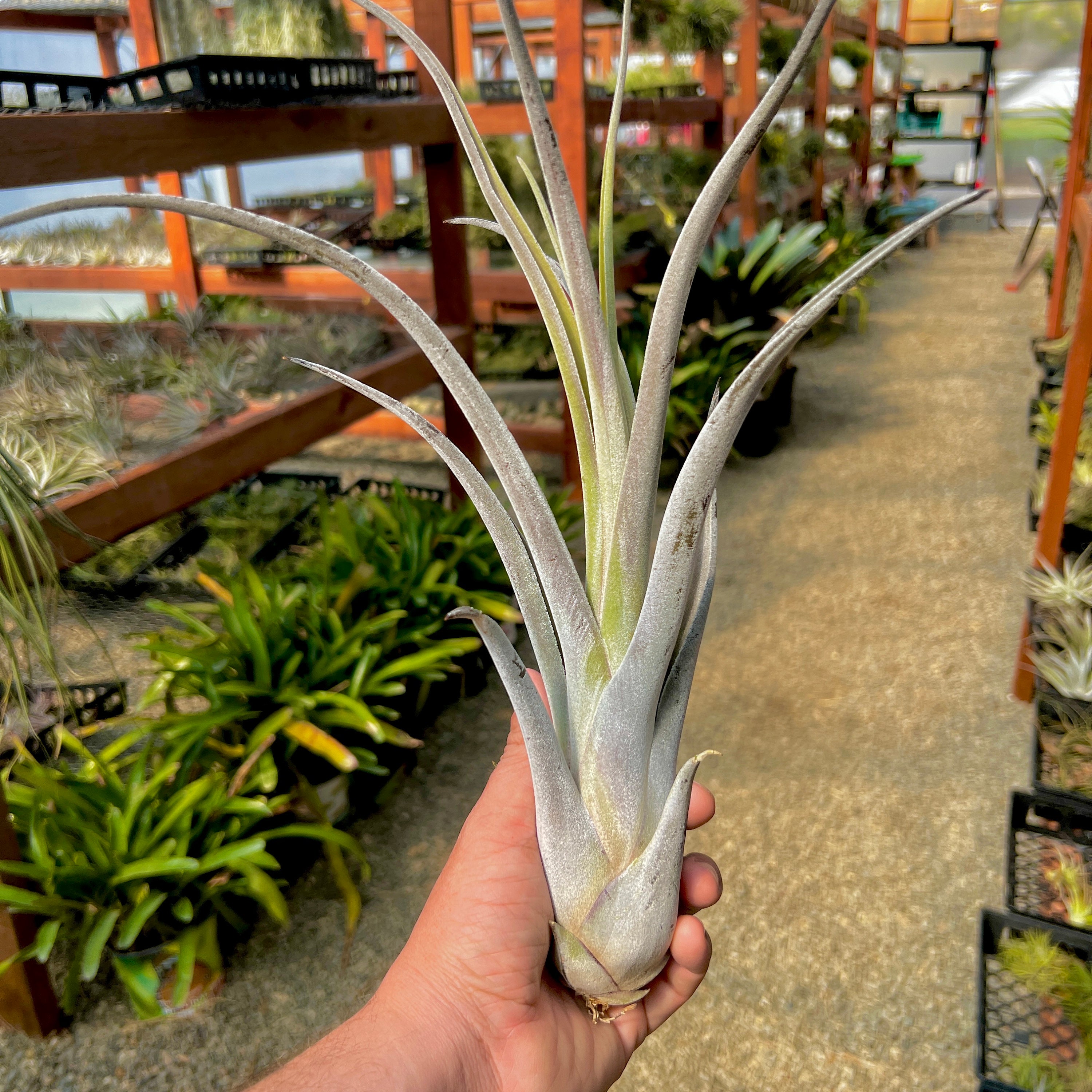 Tillandsia chiapensis x T.caput-medusae チランジア