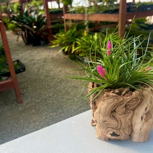 May include: A small air plant with pink flowers growing in a rustic, brown, wooden planter. The plant is sitting on a white table.