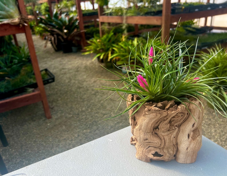May include: A small air plant with pink flowers growing in a rustic, brown, wooden planter. The plant is sitting on a white table.