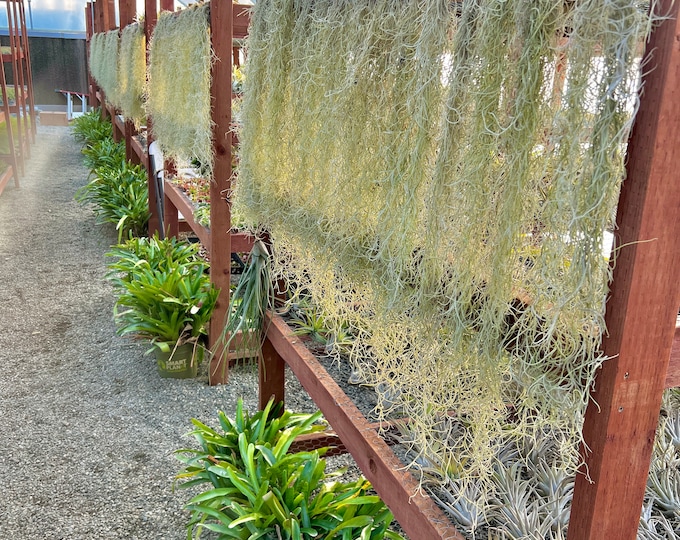 2 Ft Greenhouse Grown Spanish Moss Mexican Form Hanging Clump beautiful