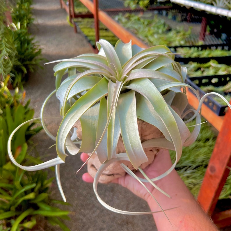 May include: A light green air plant with long, thin leaves. The plant is growing in a brown, textured pot.