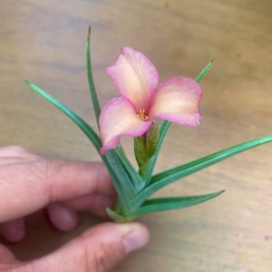 Mystic Rainbow Air Plant *Produces a beautiful flower!*