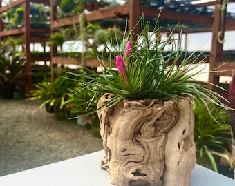 Sandblasted Grapewood Trunk Premium Wood - *Perfect for airplants or terrariums!* Own a piece of California Wine History!