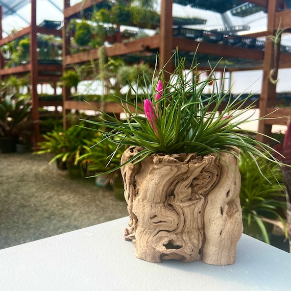 Sandblasted Grapewood Trunk – Air Plant Holder, Terrarium Driftwood Style Decor