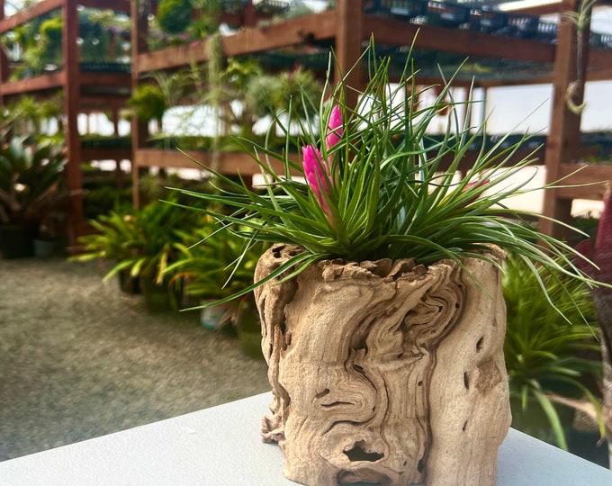 Sandblasted Grapewood Trunk Large – Air Plant Holder, Terrarium Driftwood Style Decor