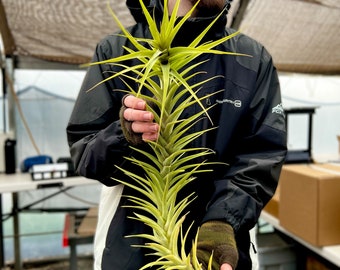 Latifolia Caulescent Air Plant *Grows Tall!*