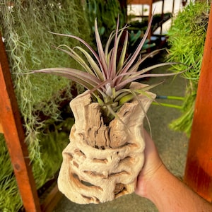 May include: A purple-hued air plant in a decorative, light brown, wooden planter. The planter is carved with a unique, intricate design.