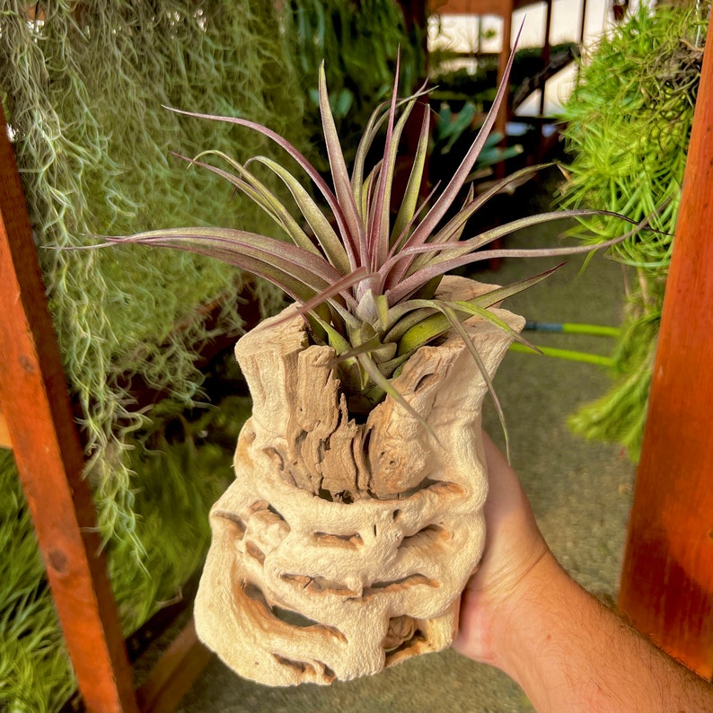May include: A purple-hued air plant in a decorative, light brown, wooden planter. The planter is carved with a unique, intricate design.