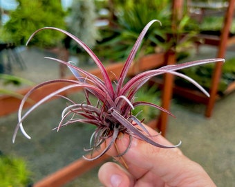 Capitata v Domingensis Air Plant *Purple Color Year Round!*