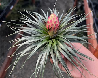 Assorted Blooming Large Air Plant Tillandsia PINK Blooms!