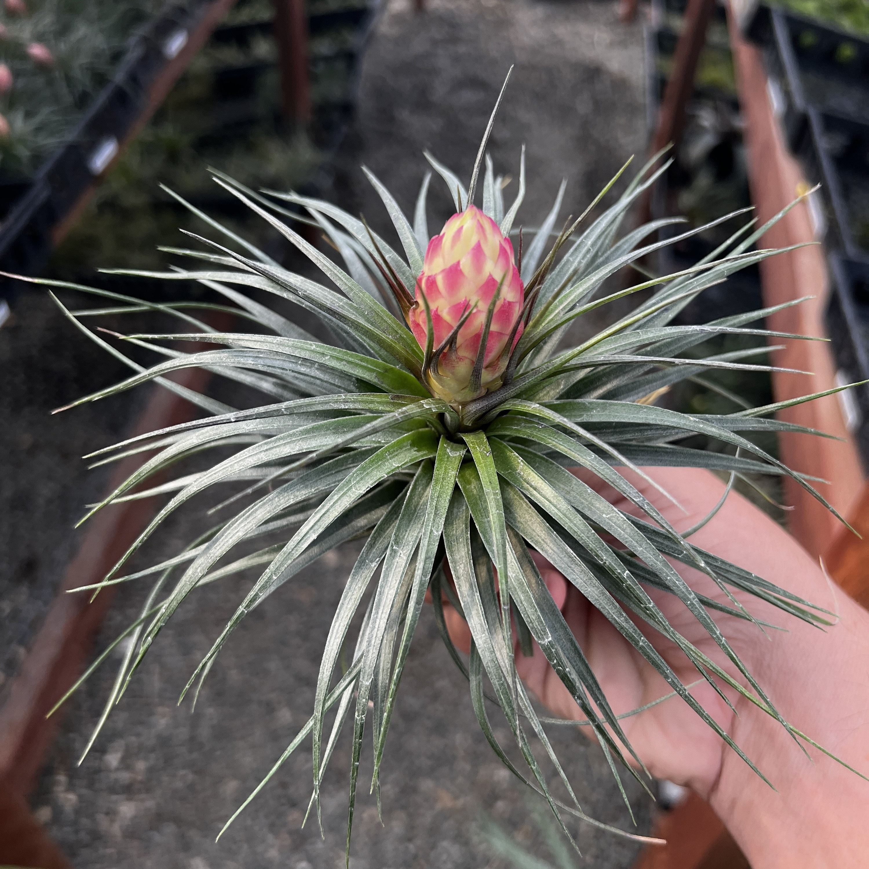 Assorted Blooming Large Air Plant Tillandsia Blooms!