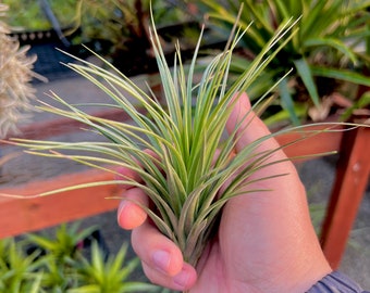 Plante aérienne Stricta 'Rio Negro' *Idéal pour les présentoirs !*