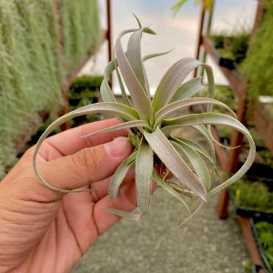 6 Air Plant Premium Greenhouse Mix GREAT VARIETY image 5