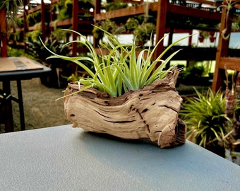 Sandblasted Grapewood Trunk Premium Wood Side Display *Includes Air Plant!* Own a piece of California Wine History