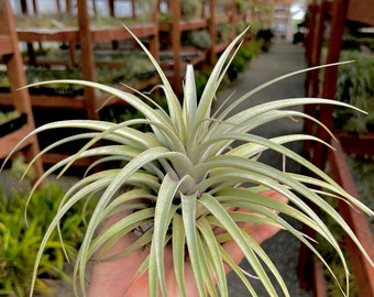 Mima v chilitensis XL Air Plant *Beautiful Firm Leaves!*