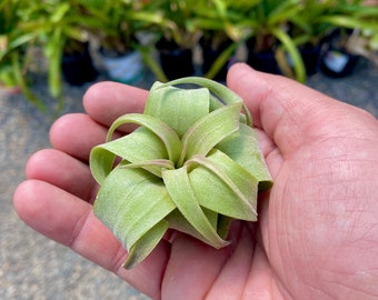 Streptophylla (mini) plante aérienne * Belles feuilles épaisses ! *