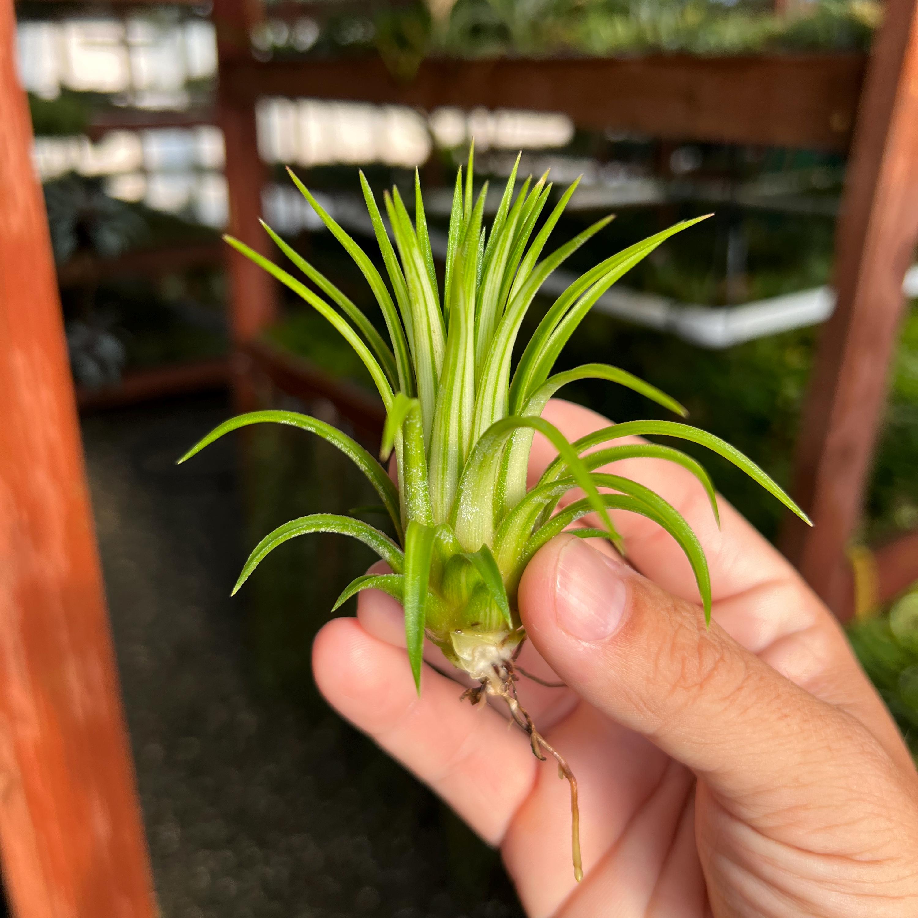 ブロメリア・エアープランツ Tillandsia Ionantha Variegata Ionantha Variegata Medium Air Plant *RARE Variegated Tillandsia