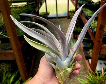 Chiapensis Giant Form Air Plant Large Offset *Creates beautiful thick pink bracts when in bloom*