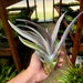 see more listings in the Air Plants section