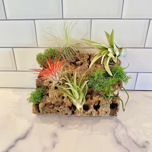 May include: A collection of air plants arranged in a cork bark planter. The plants are a mix of green and red varieties, with some moss filling in the gaps.