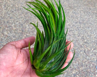 Pruinosa x Seleriana Hybrid Air Plant *Interesting shape w/ deep green color*