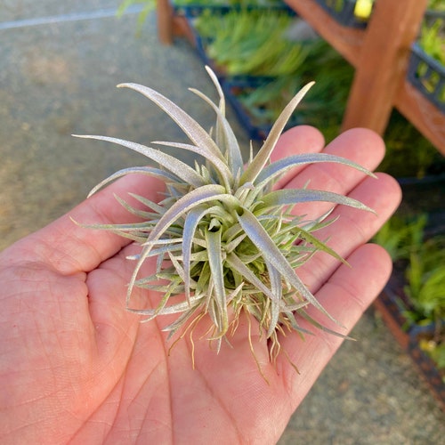 Kolbii Air Plant cute Beginner Friendly Plant Etsy