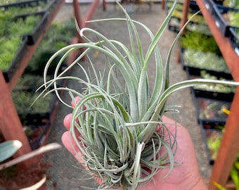 Lorentziana Clump Air Plant *Rare!*