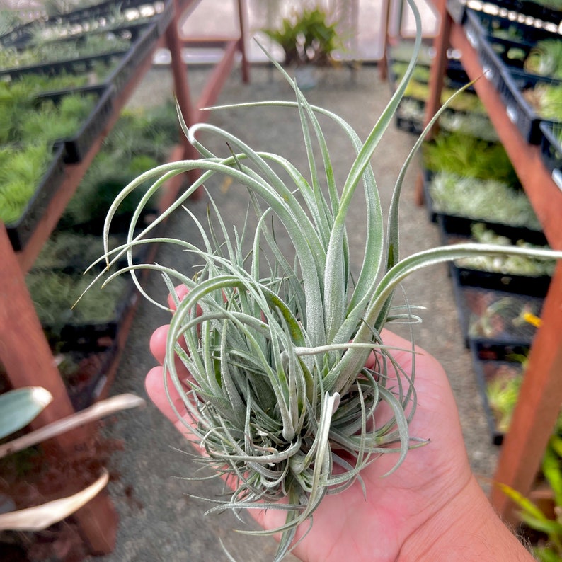 Lorentziana Clump Air Plant Rare image 1