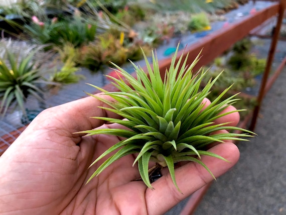 Ionantha 