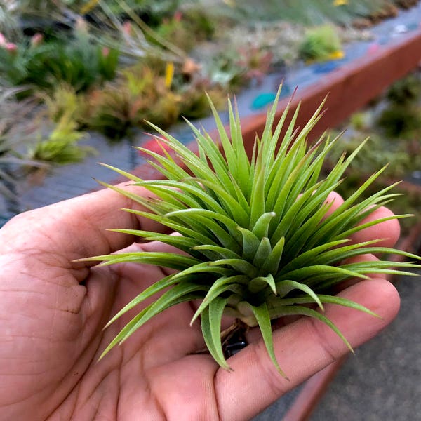 Ionantha 'Fat Boy' Air Plant (Rare Tillandsia)