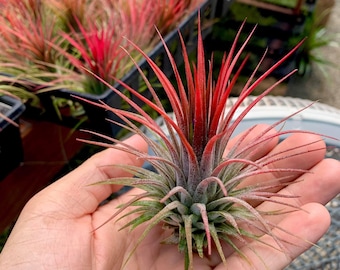 Ionantha Red Air Plant *MIGNON !*