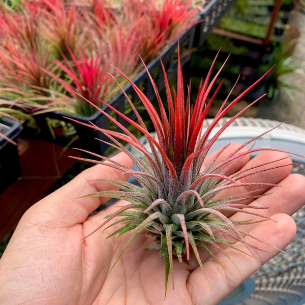 Ionantha Red Air Plant - Beginner Tillandsia