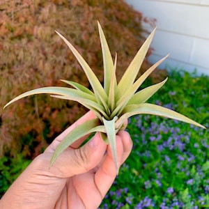 Capitata Peach Medium Air Plant *Great Beginner Plant!*